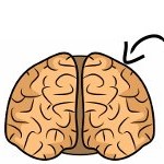 Visual Spatial Brain